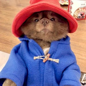 Pu&ograve; includere: Un piccolo cane marrone indossa un cappello di feltro rosso brillante e un cappotto montgomery in pile blu vivace. Il cappotto presenta una chiusura con alamaro in legno chiaro al centro. Il cane ha occhi e naso scuri e guarda dritto in camera.