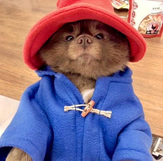 Handmade Paddington Bear Dog Costume – Blue Fleece Coat, Red Hat – Pet Outfit