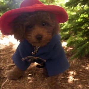 Pu&ograve; includere: Un piccolo cucciolo marrone indossa un cappello di feltro rosso brillante e un montgomery blu con cappuccio e chiusure a alamaro. Il cucciolo ha il pelo riccio e occhi scuri, e il cappotto presenta un dettaglio di chiusura in metallo argentato.