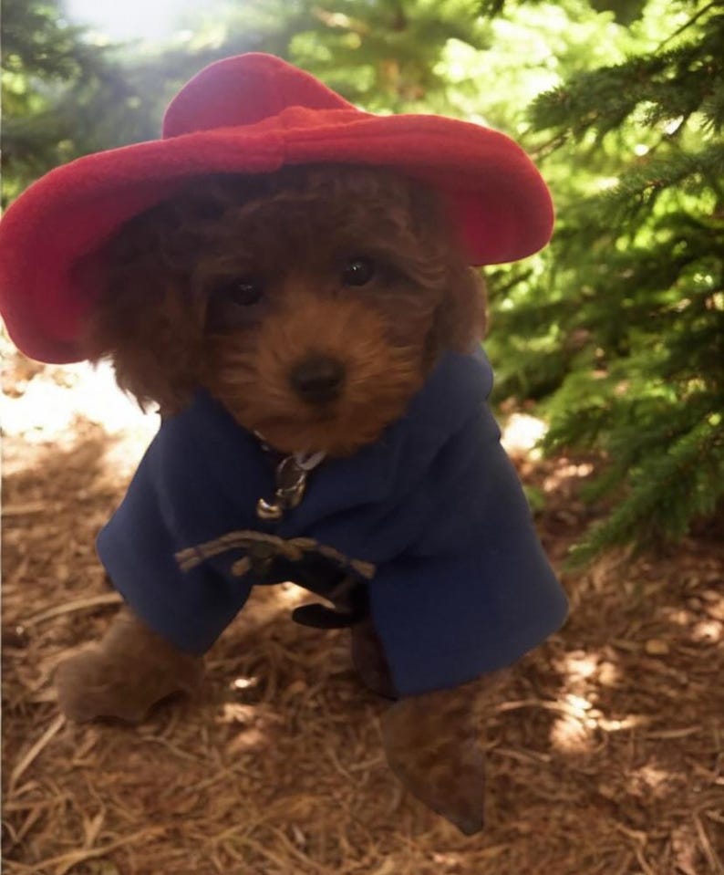 Pu&ograve; includere: Un piccolo cucciolo marrone indossa un cappello di feltro rosso brillante e un montgomery blu con cappuccio e chiusure a alamaro. Il cucciolo ha il pelo riccio e occhi scuri, e il cappotto presenta un dettaglio di chiusura in metallo argentato.