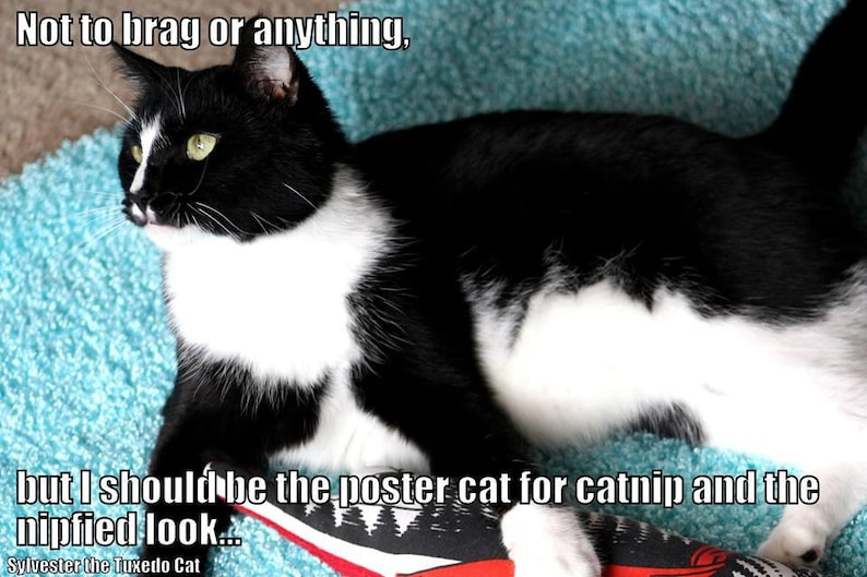 KLIBAN Cat fabric POWERFUL & AMAZING Organic Catnip Toys Set of 2 With or Without Catnip. image 4