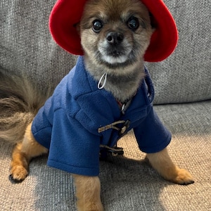 Pu&ograve; includere: Un piccolo cane marrone indossa un cappello di feltro rosso brillante e un montgomery in pile blu. Il cappotto presenta un classico design con chiusura a alamari, con passanti in corda marrone e bottoni in legno, aderente al busto e alle zampe.