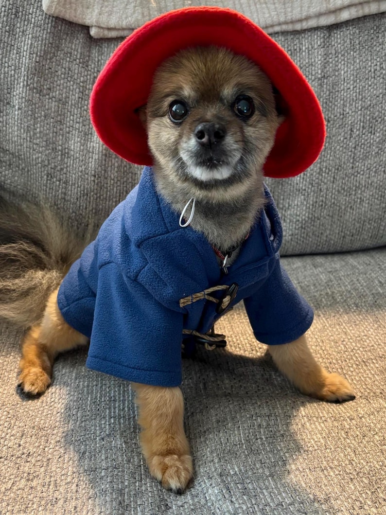 Pu&ograve; includere: Un piccolo cane marrone indossa un cappello di feltro rosso brillante e un montgomery in pile blu. Il cappotto presenta un classico design con chiusura a alamari, con passanti in corda marrone e bottoni in legno, aderente al busto e alle zampe.