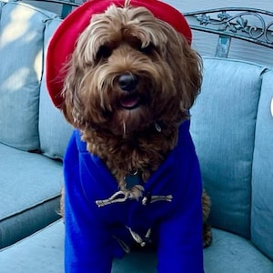 Pu&ograve; includere: Un cane dal pelo riccio marrone indossa un basco rosso brillante e un cappotto blu vivace con chiusure a alamaro di colore chiaro. Il cane ha il naso scuro, la lingua leggermente visibile ed &egrave; raffigurato in una posizione seduta.