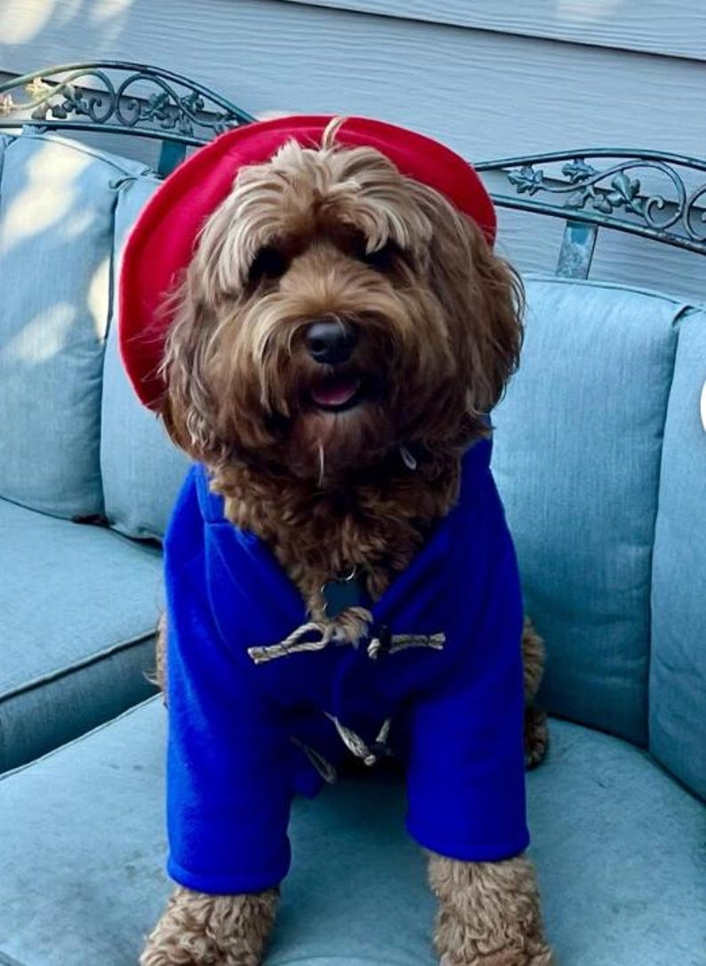 Pu&ograve; includere: Un cane dal pelo riccio marrone indossa un basco rosso brillante e un cappotto blu vivace con chiusure a alamaro di colore chiaro. Il cane ha il naso scuro, la lingua leggermente visibile ed &egrave; raffigurato in una posizione seduta.