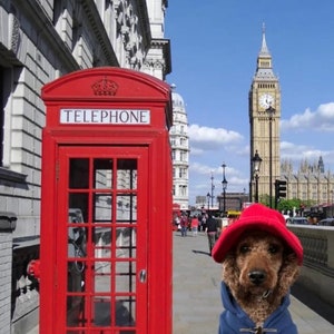 Pu&ograve; includere: Un cane marrone dal pelo riccio che indossa un cappello rosso e un montgomery blu si trova accanto a una cabina telefonica rosso brillante con la scritta TELEPHONE, con la torre dell'orologio del Big Ben visibile sullo sfondo sotto un cielo azzurro.