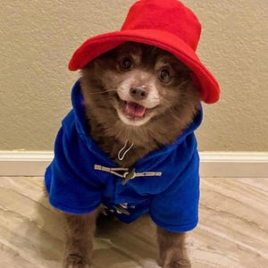 Pu&ograve; includere: Un piccolo cane marrone indossa un cappello a secchiello in feltro rosso brillante e un cappotto in pile blu vivace. Il cappotto presenta due chiusure a levetta di colore chiaro sulla parte anteriore, garantendo una vestibilit&agrave; aderente all'animale.
