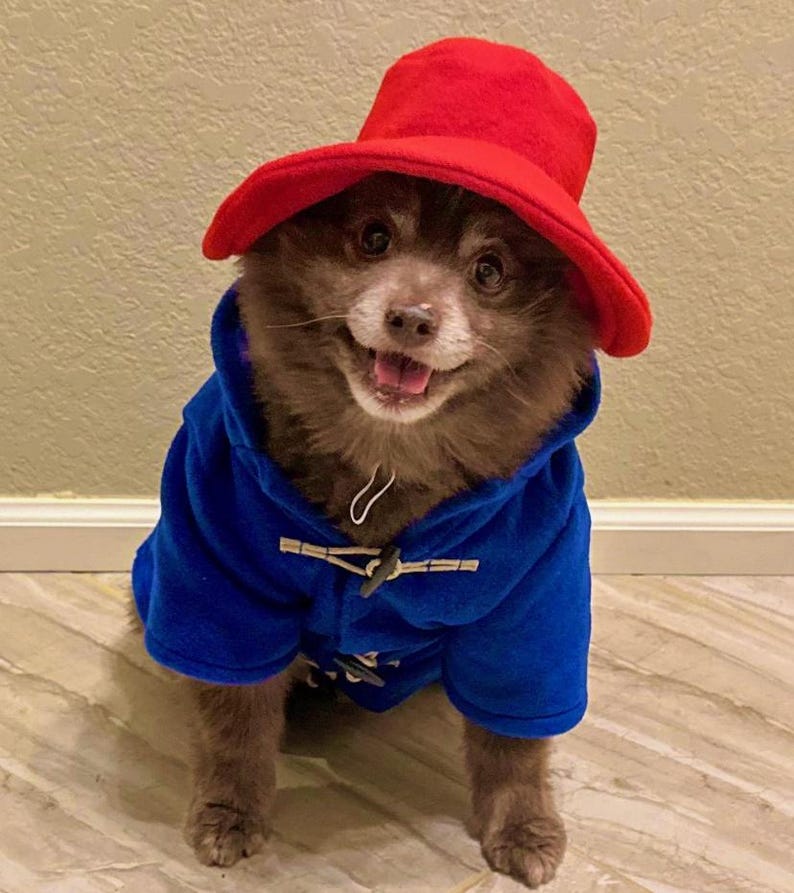 Pu&ograve; includere: Un piccolo cane marrone indossa un cappello a secchiello in feltro rosso brillante e un cappotto in pile blu vivace. Il cappotto presenta due chiusure a levetta di colore chiaro sulla parte anteriore, garantendo una vestibilit&agrave; aderente all'animale.