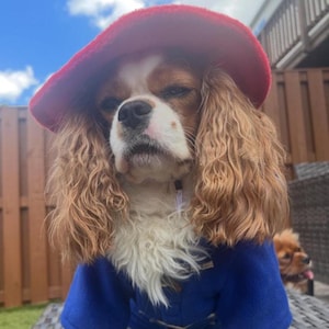 Pu&ograve; includere: Un Cavalier King Charles Spaniel indossa un cappello di feltro rosso brillante e un montgomery blu reale con chiusure a olivetta. Il cane ha un pelo lungo e ondulato marrone chiaro e bianco, con il petto bianco e un'espressione seria sotto il cappello.