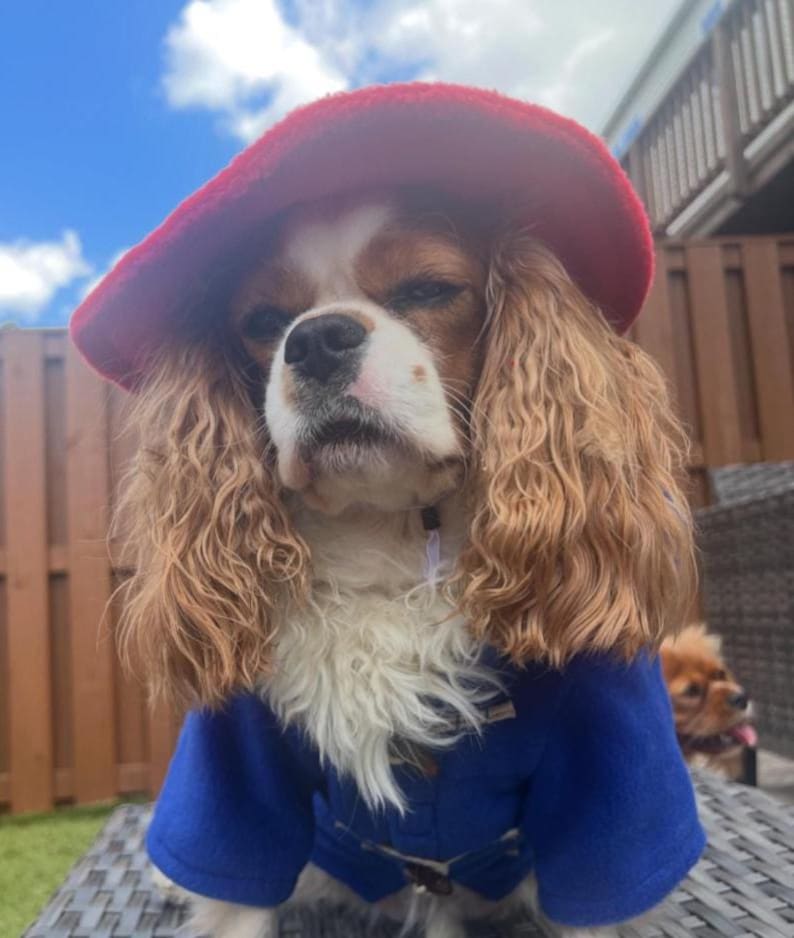 Pu&ograve; includere: Un Cavalier King Charles Spaniel indossa un cappello di feltro rosso brillante e un montgomery blu reale con chiusure a olivetta. Il cane ha un pelo lungo e ondulato marrone chiaro e bianco, con il petto bianco e un'espressione seria sotto il cappello.