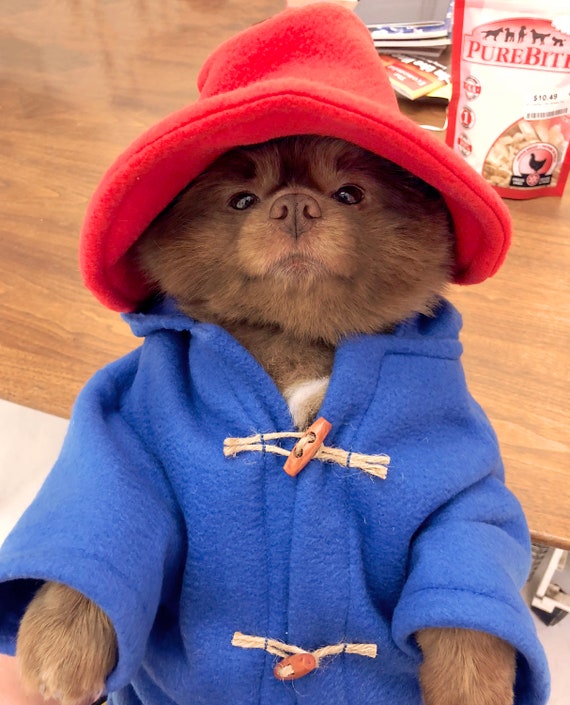 PADDINGTON Bear Inspired Dog Costume Etsy