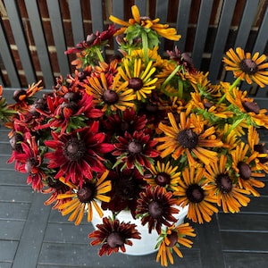 Rudbeckia Seed Mix - Open pollinated Black-Eyed Susan Seeds (50+ seeds)