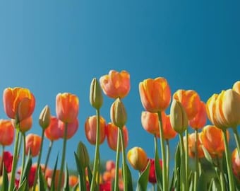 Redimensionnement du bracelet