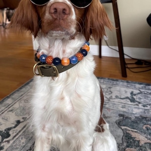 May include: A dog wearing sunglasses and a beaded collar. The dog has brown and white fur and is sitting on a patterned rug. The collar is dark green with orange, blue, and white beads.