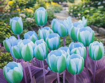 Bulbos de tulipanes verdes raros (paquete de 5) – Tulipanes Rembrandt blancos y verdes, flores de jardín de primavera fáciles de cultivar