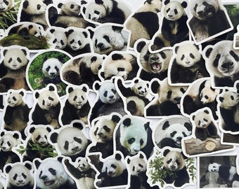 Panda stickers,Vinyl Stickers,10-50 Pcs Random pack, FREE Shipping , Laptop stickers, Water bottle sticker..Waterproof stickers