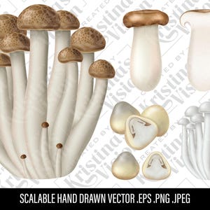 Op de afbeelding: Handgetekende illustraties van paddenstoelen. De afbeelding toont verschillende soorten paddenstoelen, waaronder bruin-gekapte variëteiten met witte stelen en gesneden paddenstoelen. De tekst onderaan luidt "SCALABLE HAND DRAWN VECTOR .EPS .PNG .JPEG."