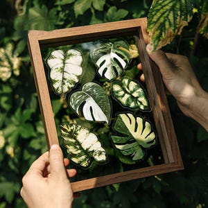 Green Leaf PET Sticker | Monster Sticker | Urban Jungle Sticker verschiedene Sets