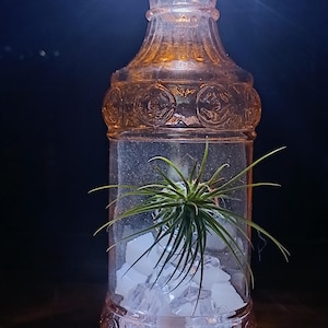 May include: A decorative glass bottle with a small plant inside, illuminated by a light source. The bottle is pink-tinted and sits on a wooden pallet. The plant has long, green leaves.