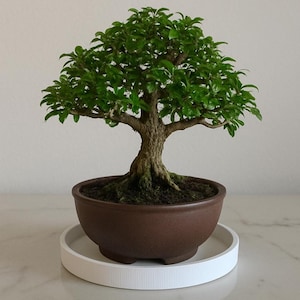 Plant Saucer Water Tray for Succulents or Houseplants