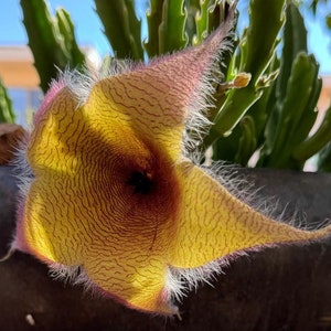 Stapelia Gigantea "Carrion Flower"