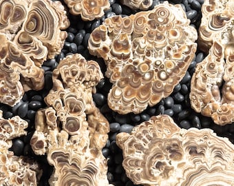 Aragonite cave formation, polished slice (medium)