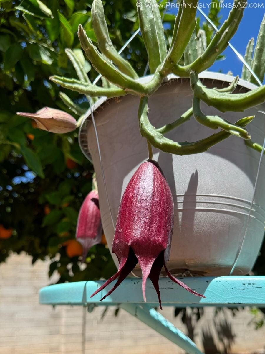 Black Bell Stapelia LIVE Plant - Rare Succulent, Flowering, Bare Root (Huernia/Orbea)