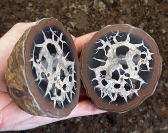 Septarian concretions, large matched pairs