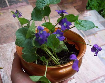 5+  Live Wild Violet Plants, Perennial, Sweet Violet, Organic Violet, Medicinal Plant, Sororia
