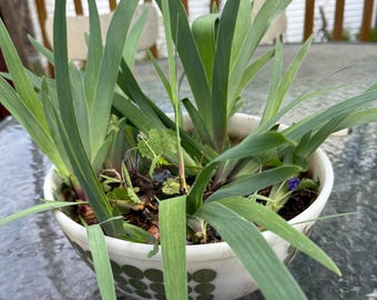 5 Surprise Irises, Live Plants