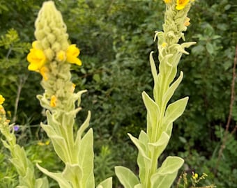 2 Organic Mullein Flower Stalks Freshly Harvested, In Process of Drying in July 2026