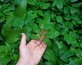 10 Perennials, Organic, Hardy Ground Cover Plant, Shade, Bishop's Weed, Aegopodium Podagraria, Сныть, Edible