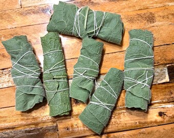 4 Organic Rolled Mullein Leaves Freshly Harvested, In Process of Drying in July 2026