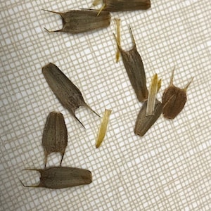 30+ frön av ekologiska Bidens Pilosa, Череда, Acetillo, Medicinal, Tiggartickor, Dadayem, Spansk nål, Ekologisk