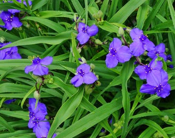 7 + Pink or Blue Live Plant, Spider Lily, Tradescantia Virginiana, Perennial, Hardy