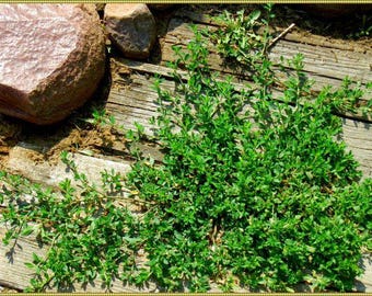 8 plus Birds Knotweed, Polygonum Aviculare, Green Cover Plant