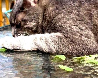 Three Plants, Catnip, Organic Wild Catnip, Nepeta cataria, Live Plant for Cats