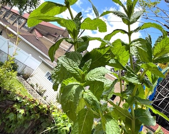 4 + Organic Mint Live Plants, Sweet Flavor, Mint Scent, Zones 5-11