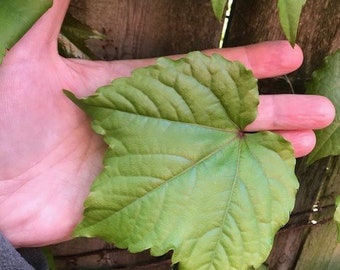 20+ Organic Medium or Small Fresh Wild Grape Leaves, Decor, Craft Projects, Cooking