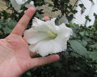 5 White Hibiscus Plants or Shrubs, Hardy, Rose of Sharon, Perennial