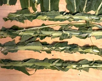4 Organic Mullein Stalks Without Leaves Freshly Harvested, In Process of Drying in July 2026