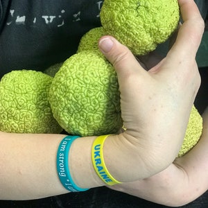 May include: A person holds several green, textured Osage orange fruits. Two bracelets are visible: one teal with the text "I am strong", and a yellow one with "UKRAINE". The background is dark.
