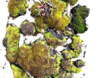 Organic Live Moss – on Wood, Terrarium, Fairy Garden, Miniature Landscape Plant, On Wood