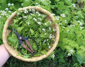 10 Garlic Mustard, Alliaria petiolata, Live Plants