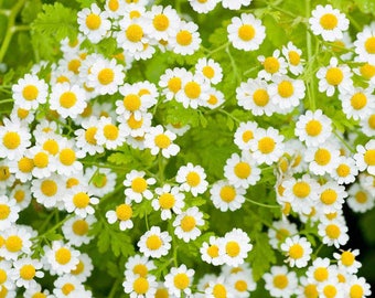 Free USA shipping, 400 seeds, Camomile or Feverfew, Medicinal Herb, Tanacetum Parthenium, Healthy Living