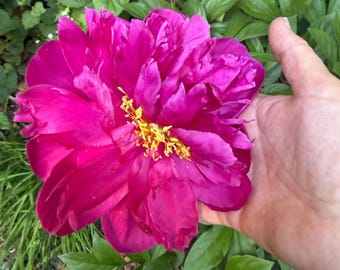 Deep Magenta Burgundy Peony Root Division, 1 Live Bare Root Garden Plant, Rich Wine Jewel-Tone Fragrant Double Perennial Flower