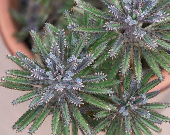 4 Mother of Thousands, Kalanchoe Houghtonii, Madre de Millones, Alligator Plant, Chandelier Plant