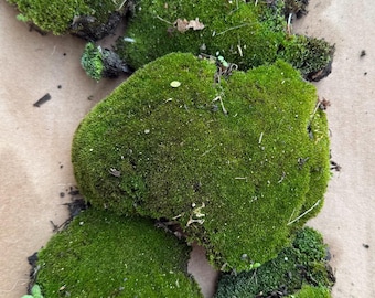 Organic Live Moss – Terrarium, Fairy Garden, Miniature Landscape Plant