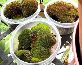 Organic Live Moss – Terrarium, Fairy Garden, Miniature Landscape Plant