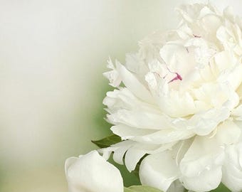 White Peony Root Division, 1 Premium Bare Root Garden Plant, Fragrant Peony